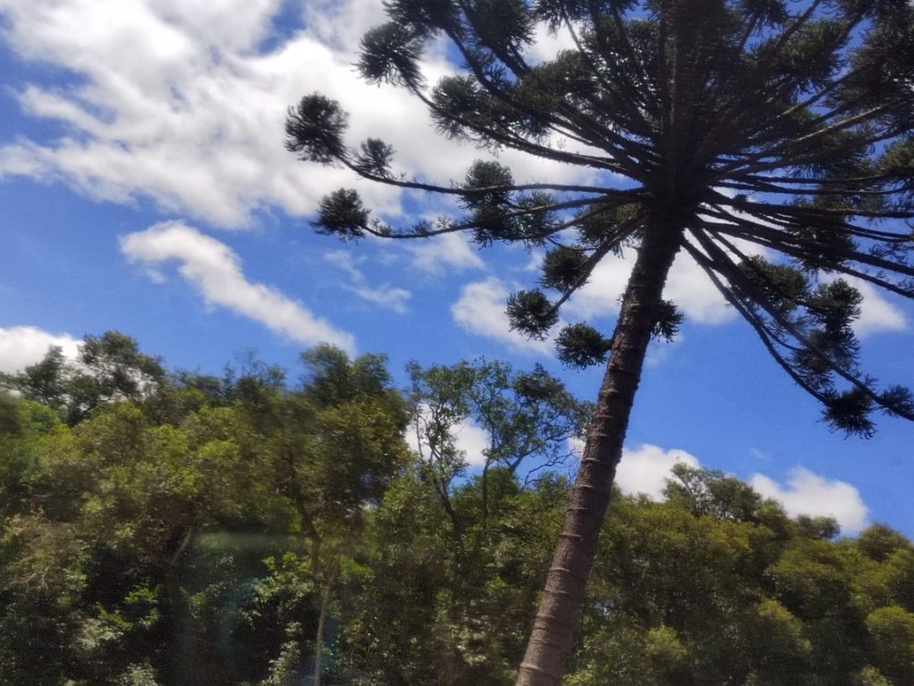 Árbol de araucaria. La ruta guaraní (III), el Edén perdido en el corazón de América del Sur 1_ Casi literal